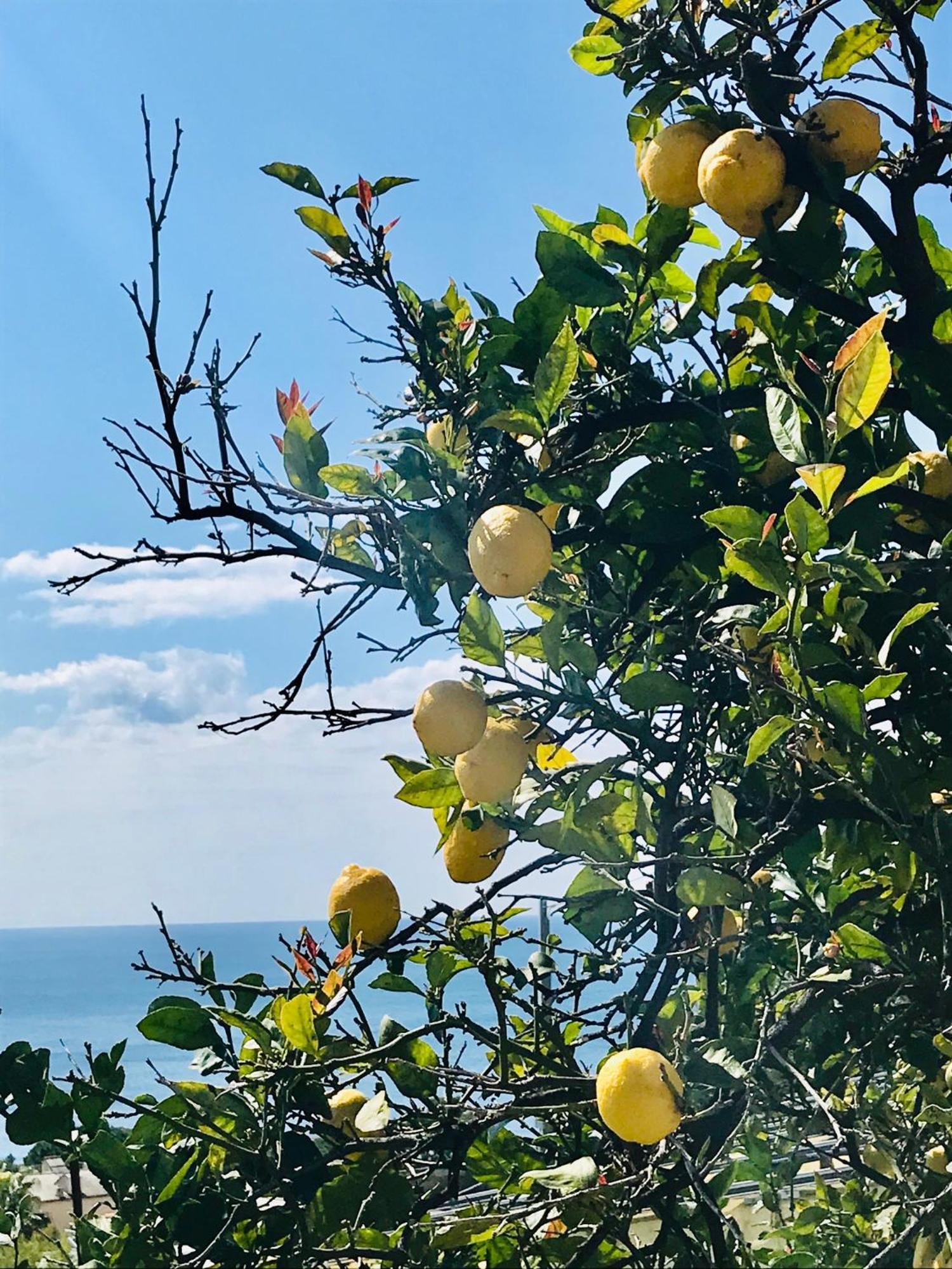 Cav Gli Ulivi Di Bogliasco Villa Bagian luar foto